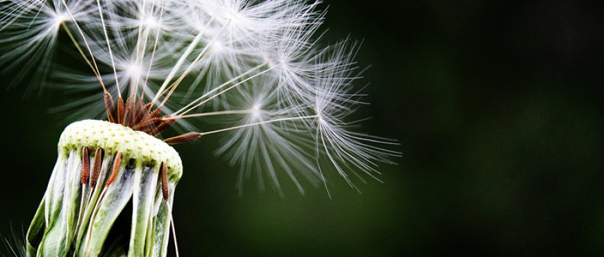 9 consejos para afrontar la alergia al polen